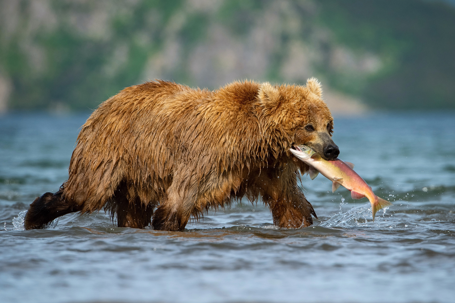 medvěd hnědý kamčatský (Ursus arctos beringianus) Kamchatka brown bear