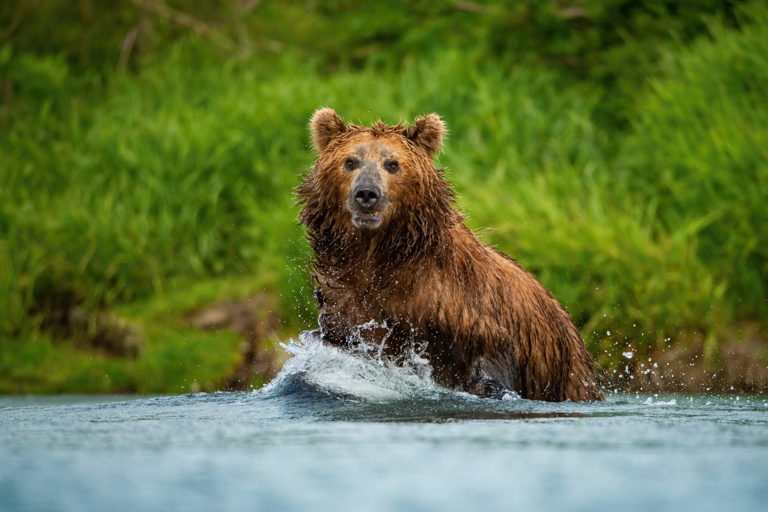 medvěd hnědý kamčatský (Ursus arctos beringianus) Kamchatka brown bear