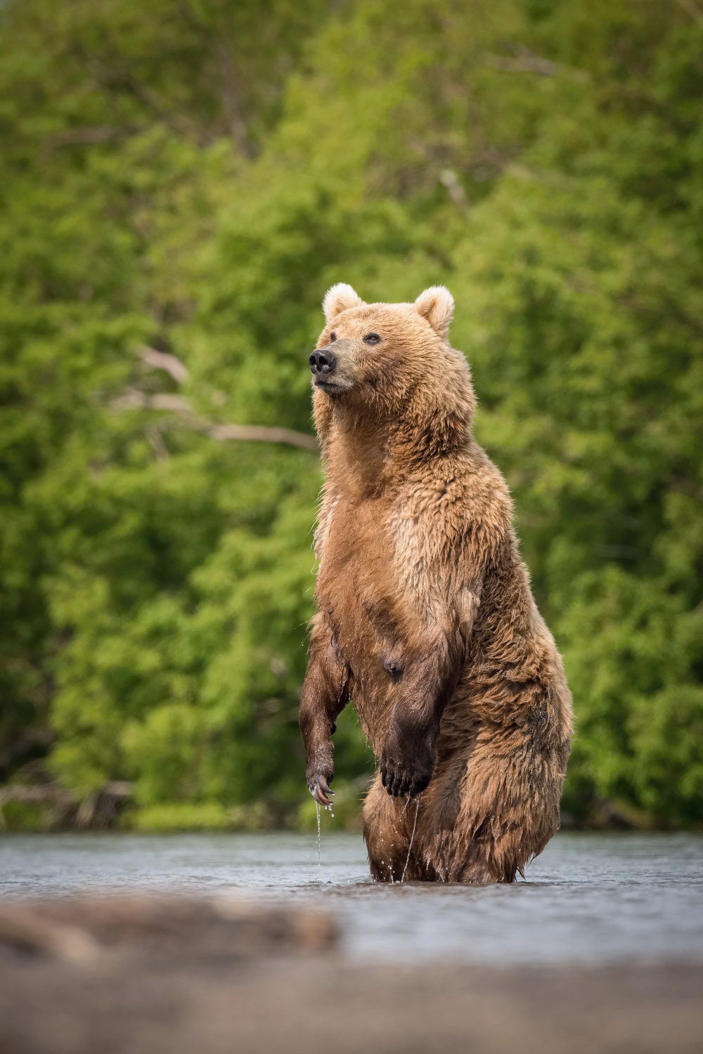 medvěd hnědý kamčatský (Ursus arctos beringianus) Kamchatka brown bear