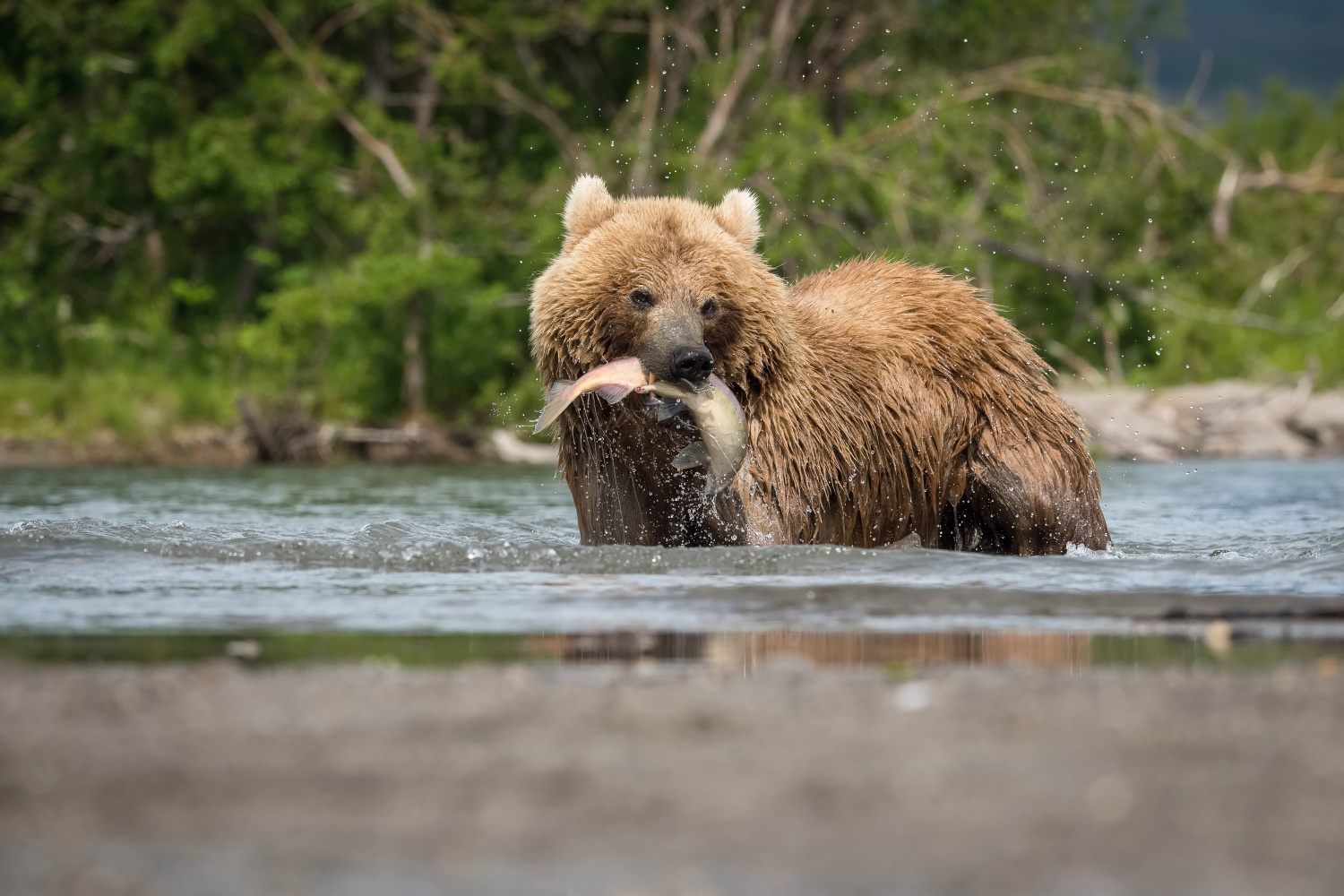 medvěd hnědý kamčatský (Ursus arctos beringianus) Kamchatka brown bear