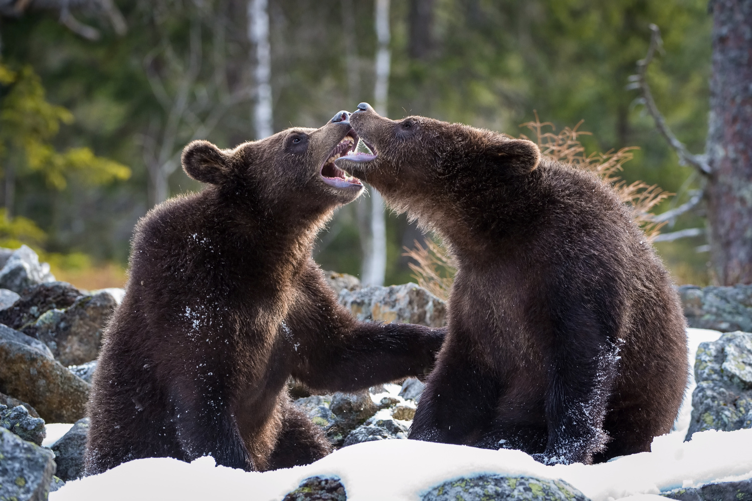 medvěd hnědý (Ursus arctos) Brown bear