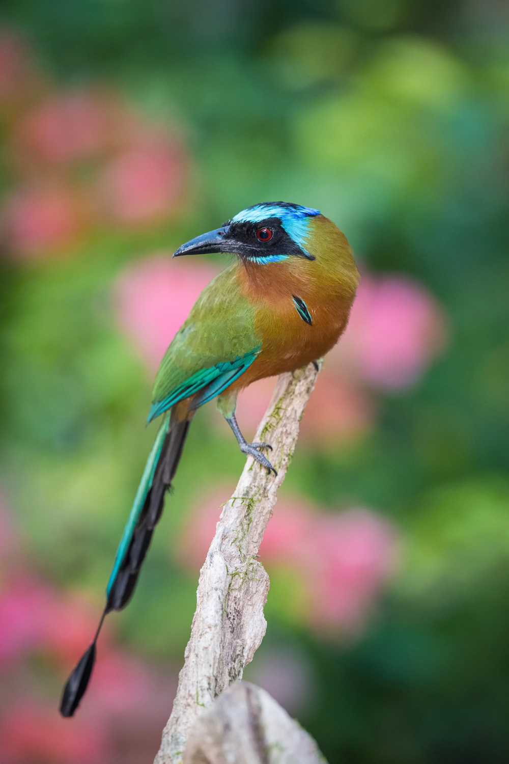 momot trinidadský (Momotus bahamensis) Trinidad motmot