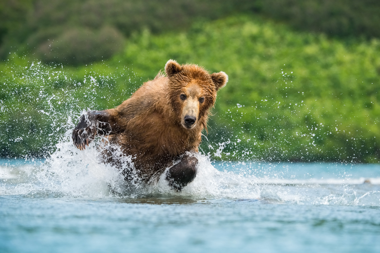 medvěd hnědý kamčatský (Ursus arctos beringianus) Kamchatka brown bear