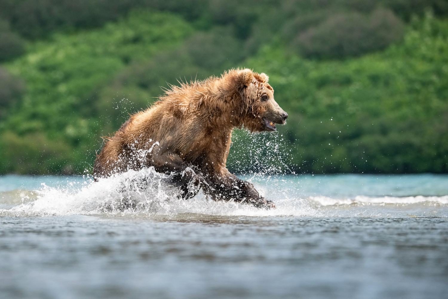 medvěd hnědý kamčatský (Ursus arctos beringianus) Kamchatka brown bear