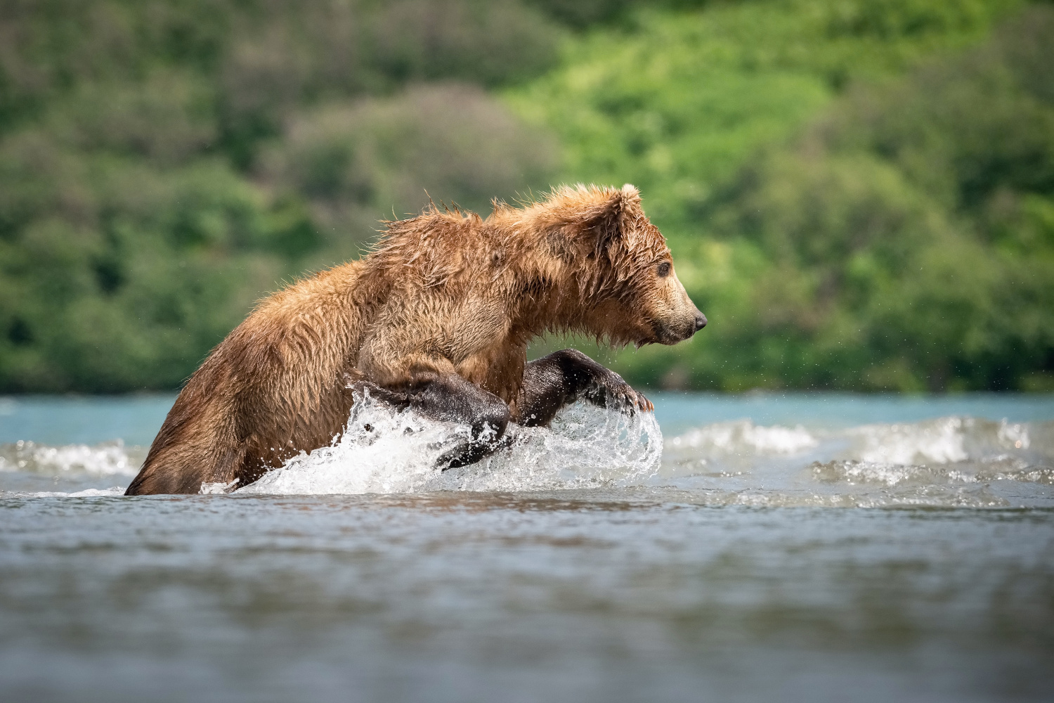 medvěd hnědý kamčatský (Ursus arctos beringianus) Kamchatka brown bear