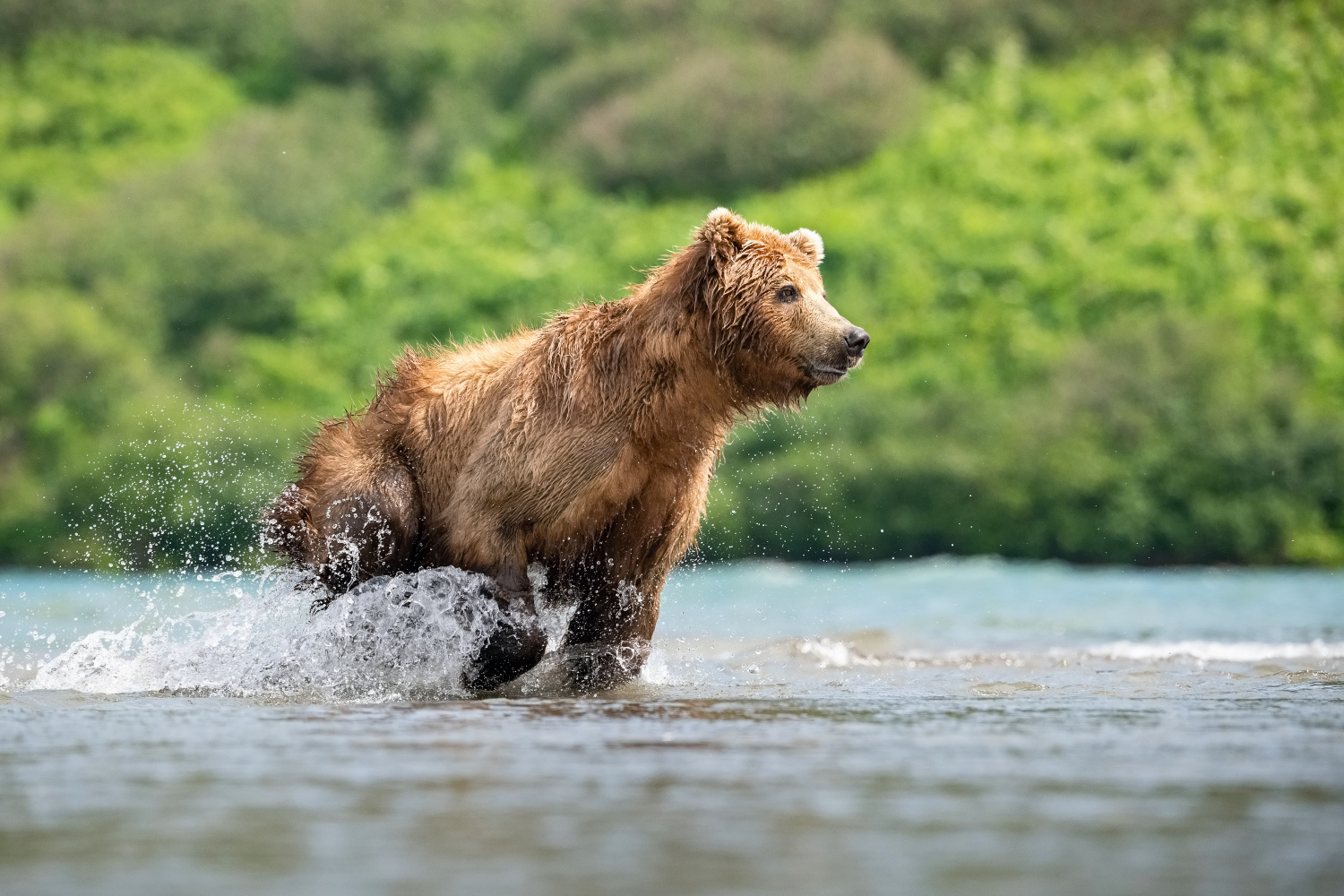 medvěd hnědý kamčatský (Ursus arctos beringianus) Kamchatka brown bear