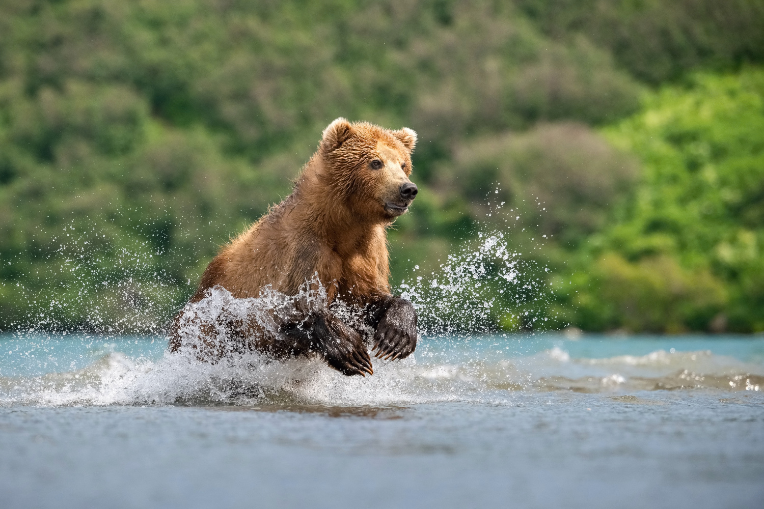 medvěd hnědý kamčatský (Ursus arctos beringianus) Kamchatka brown bear