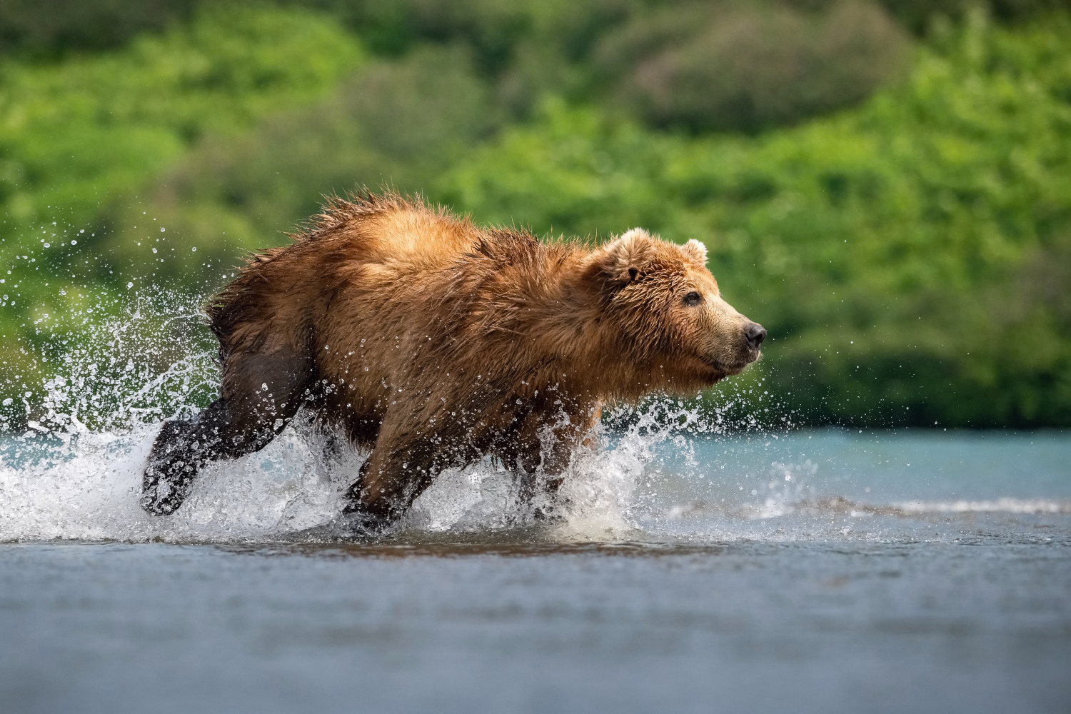 medvěd hnědý kamčatský (Ursus arctos beringianus) Kamchatka brown bear