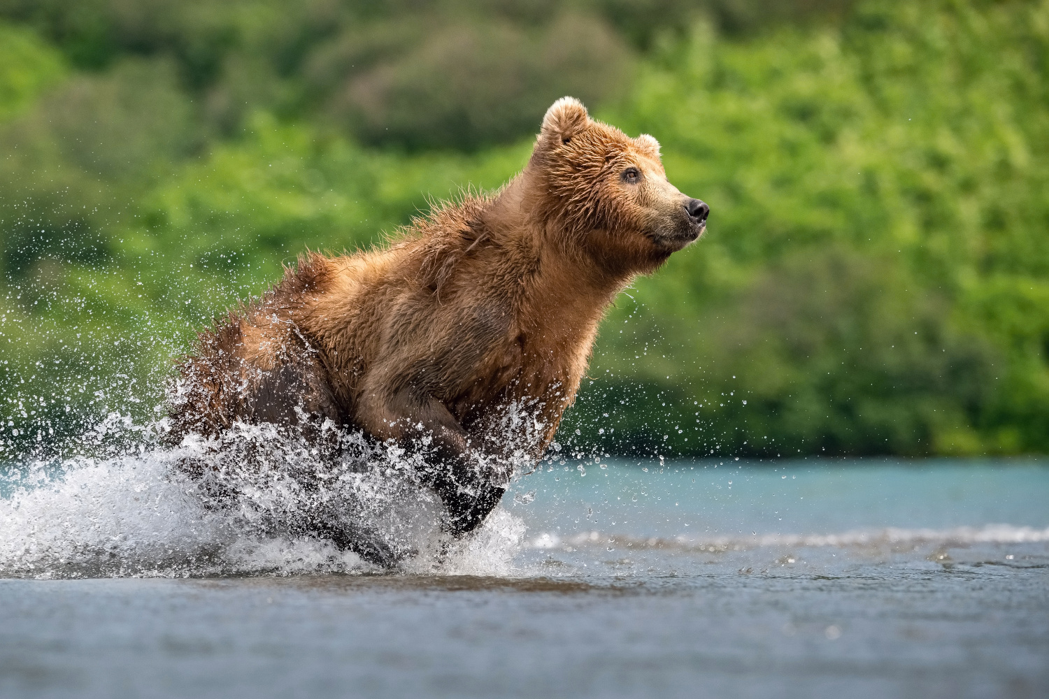 medvěd hnědý kamčatský (Ursus arctos beringianus) Kamchatka brown bear