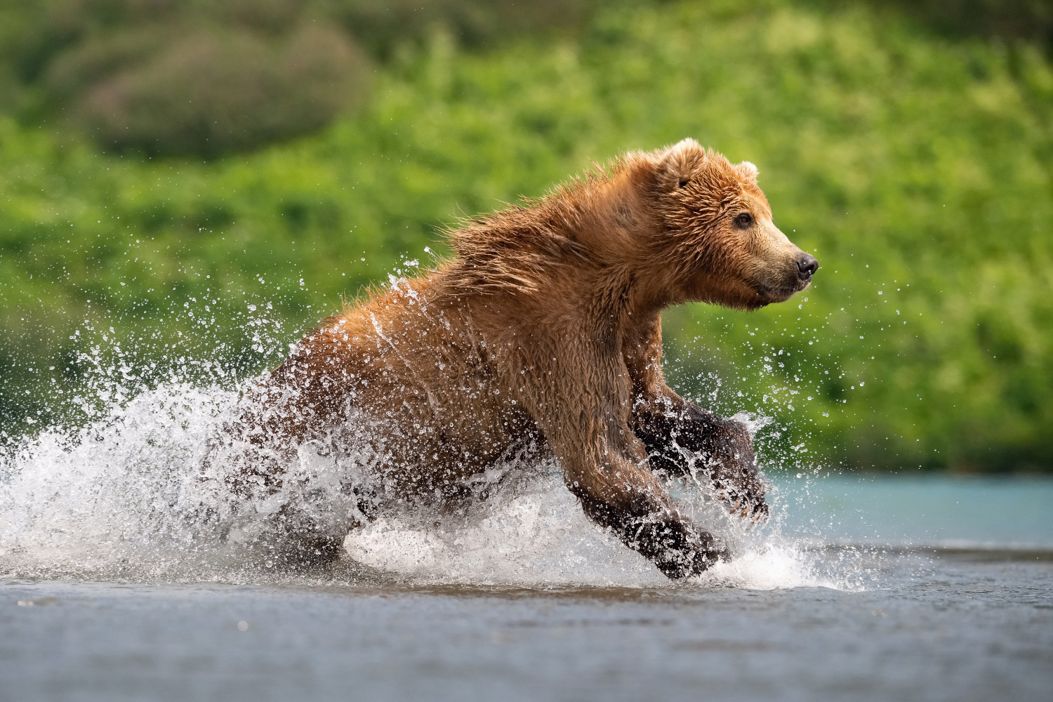 medvěd hnědý kamčatský (Ursus arctos beringianus) Kamchatka brown bear