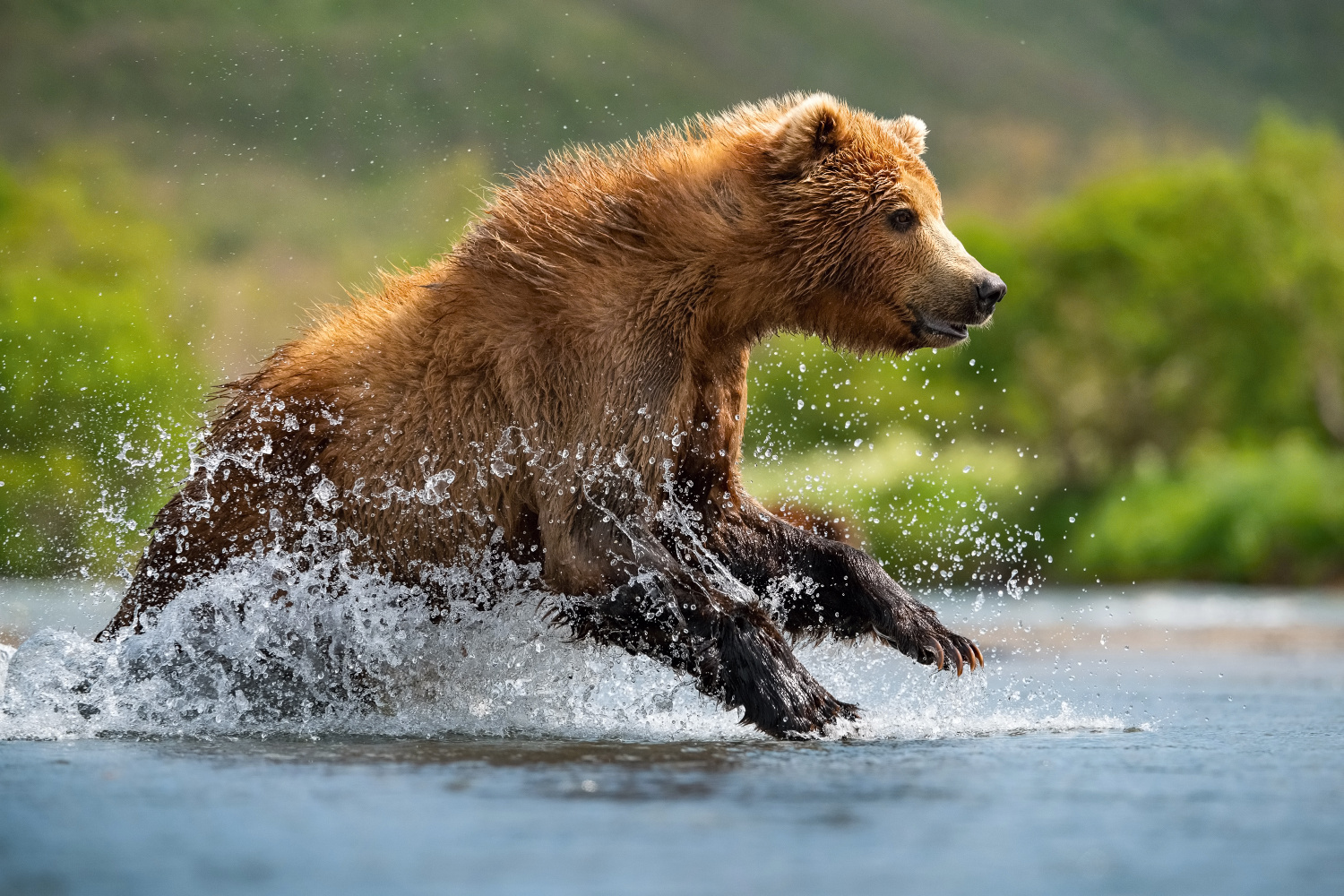 medvěd hnědý kamčatský (Ursus arctos beringianus) Kamchatka brown bear