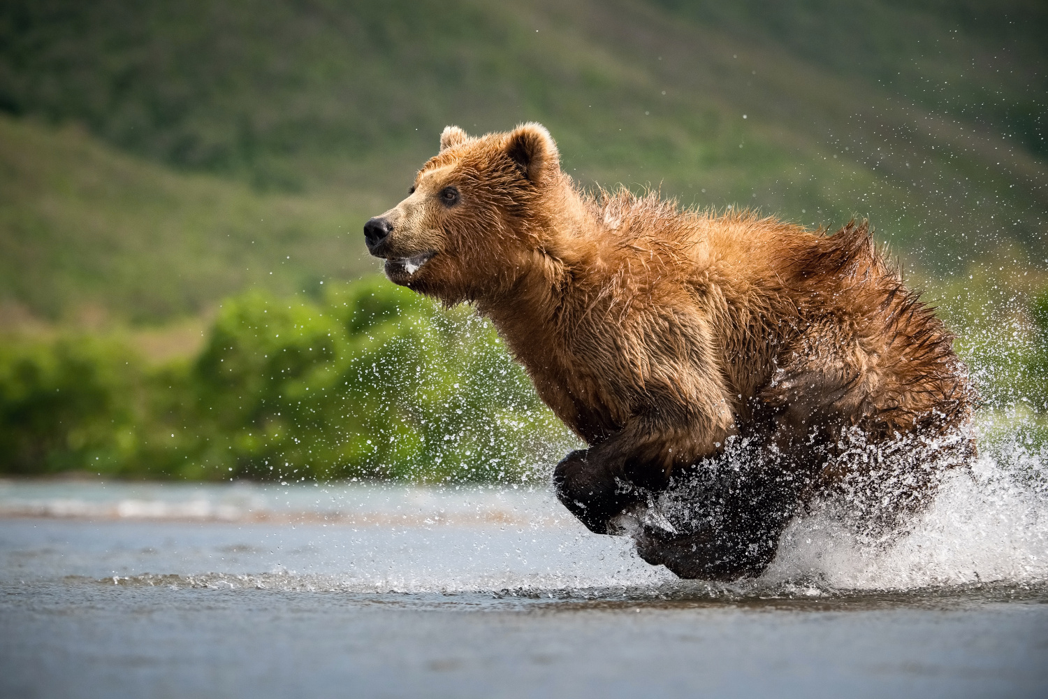 medvěd hnědý kamčatský (Ursus arctos beringianus) Kamchatka brown bear