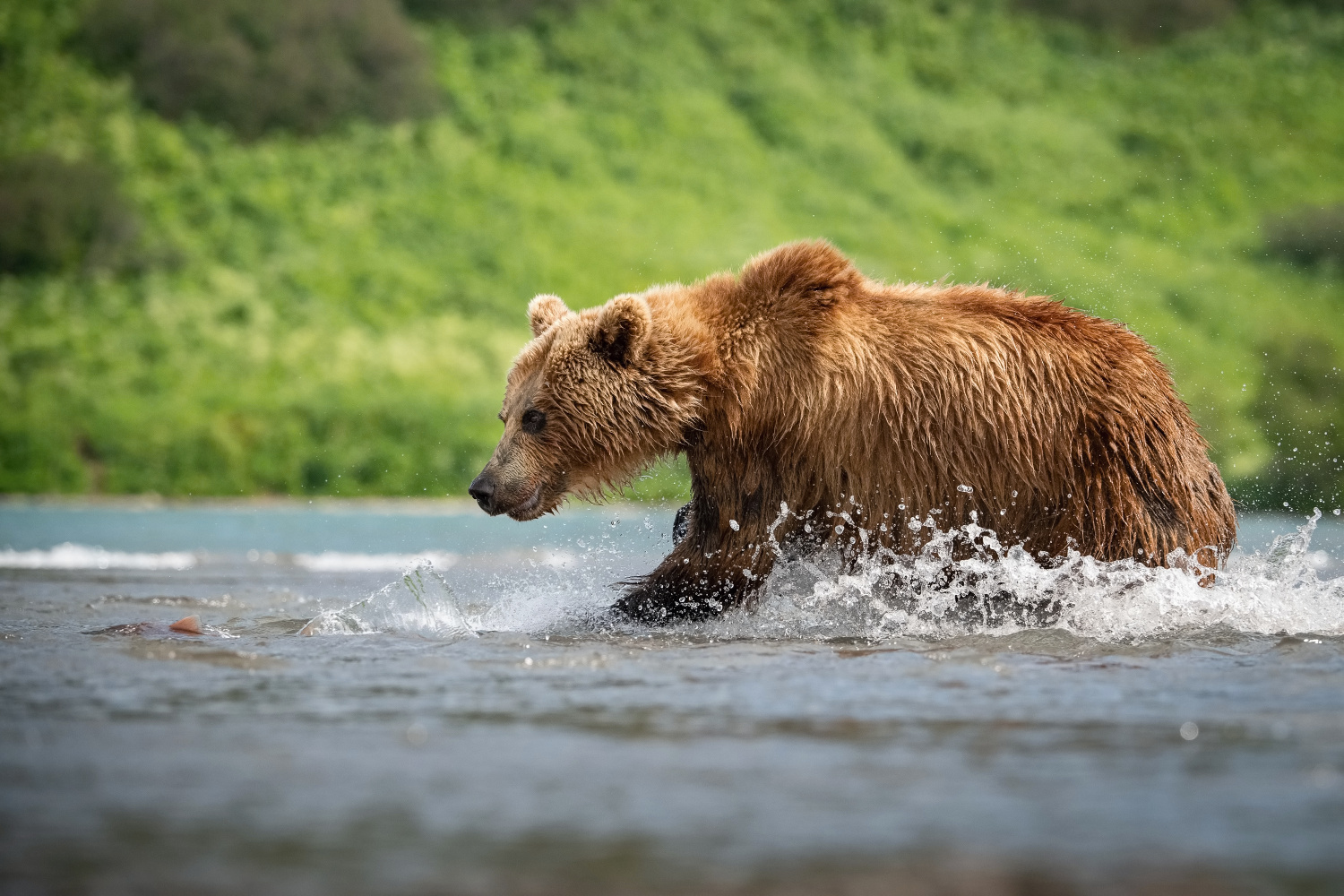 medvěd hnědý kamčatský (Ursus arctos beringianus) Kamchatka brown bear