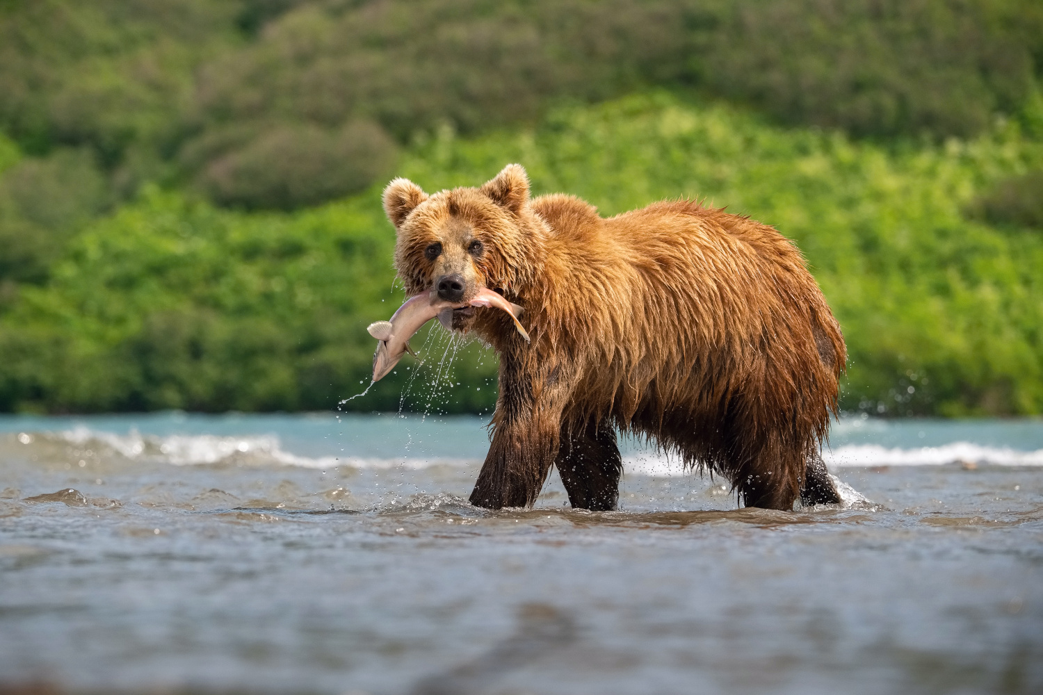 medvěd hnědý kamčatský (Ursus arctos beringianus) Kamchatka brown bear