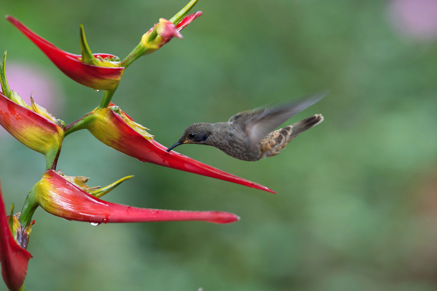 kolibřík telesillský (Colibri delphinae) Brown violetear