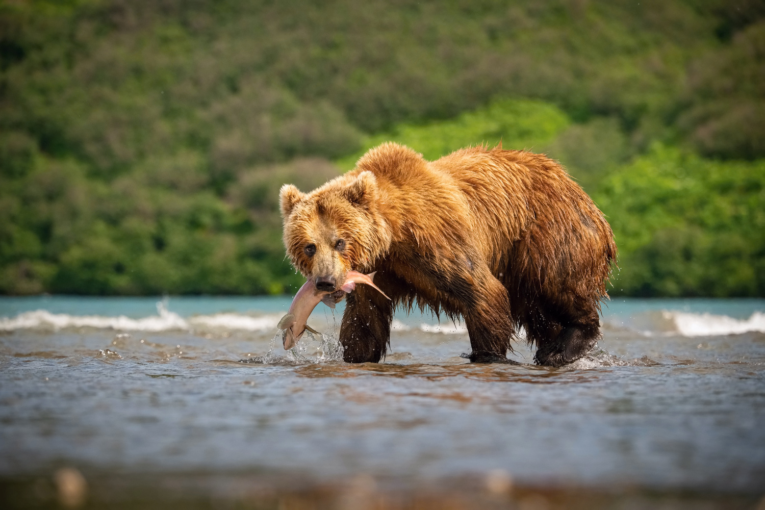 medvěd hnědý kamčatský (Ursus arctos beringianus) Kamchatka brown bear