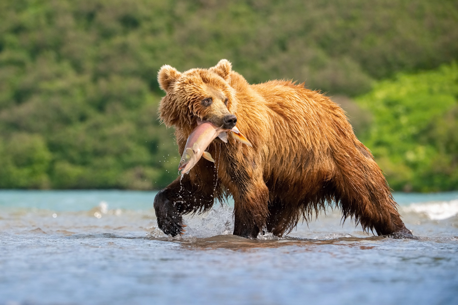 medvěd hnědý kamčatský (Ursus arctos beringianus) Kamchatka brown bear