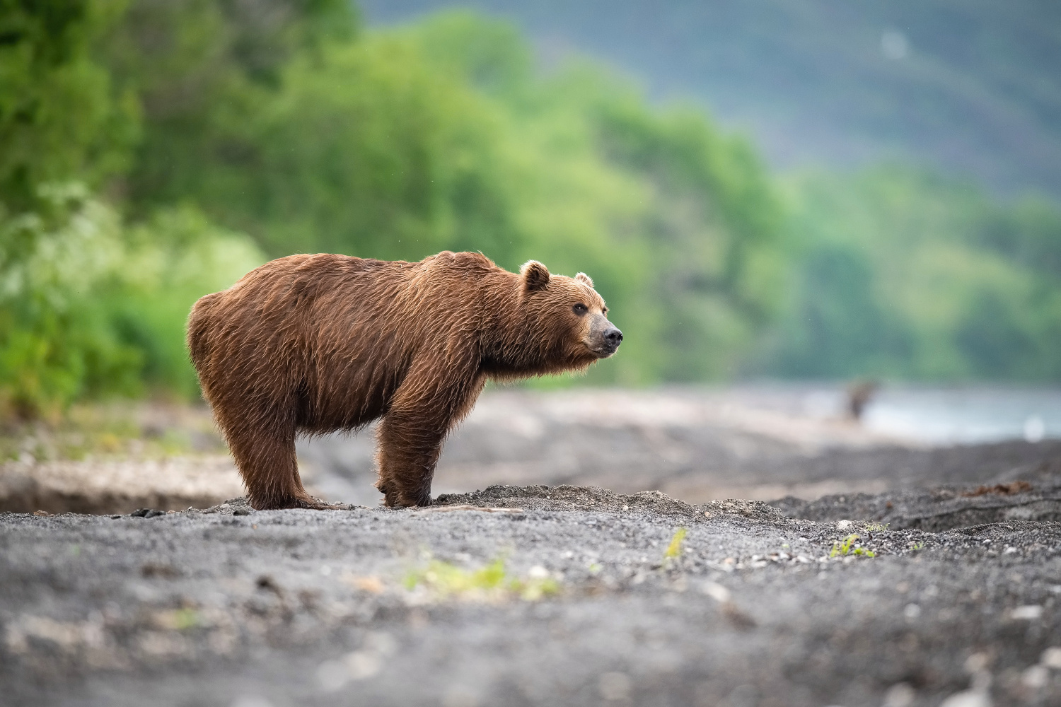 medvěd hnědý kamčatský (Ursus arctos beringianus) Kamchatka brown bear