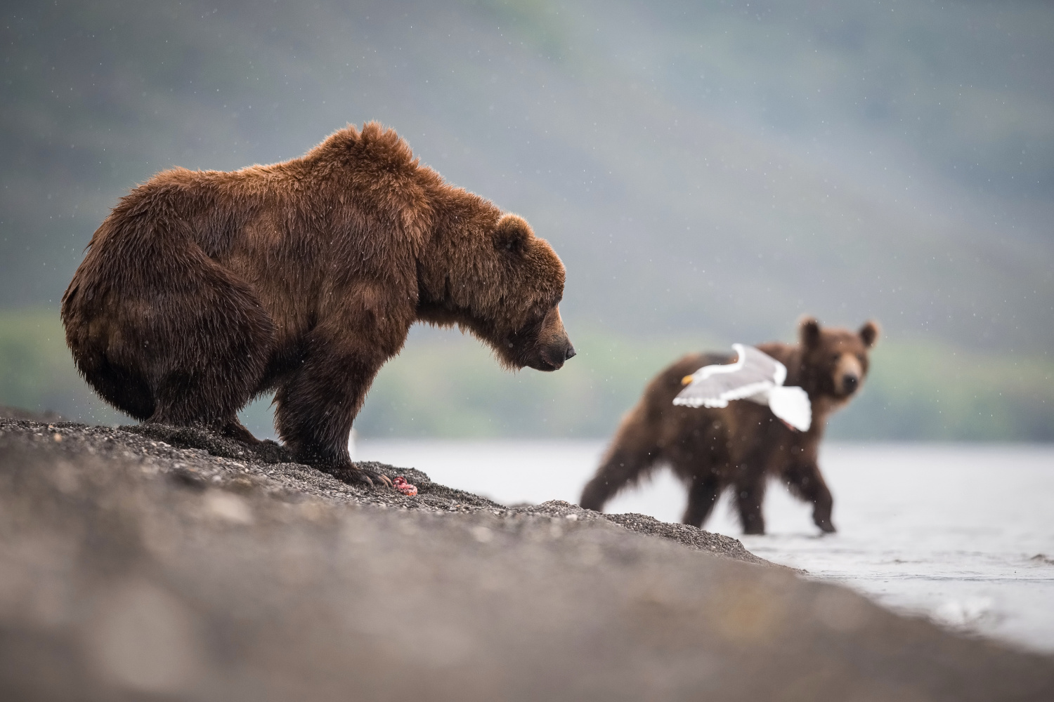 medvěd hnědý kamčatský (Ursus arctos beringianus) Kamchatka brown bear