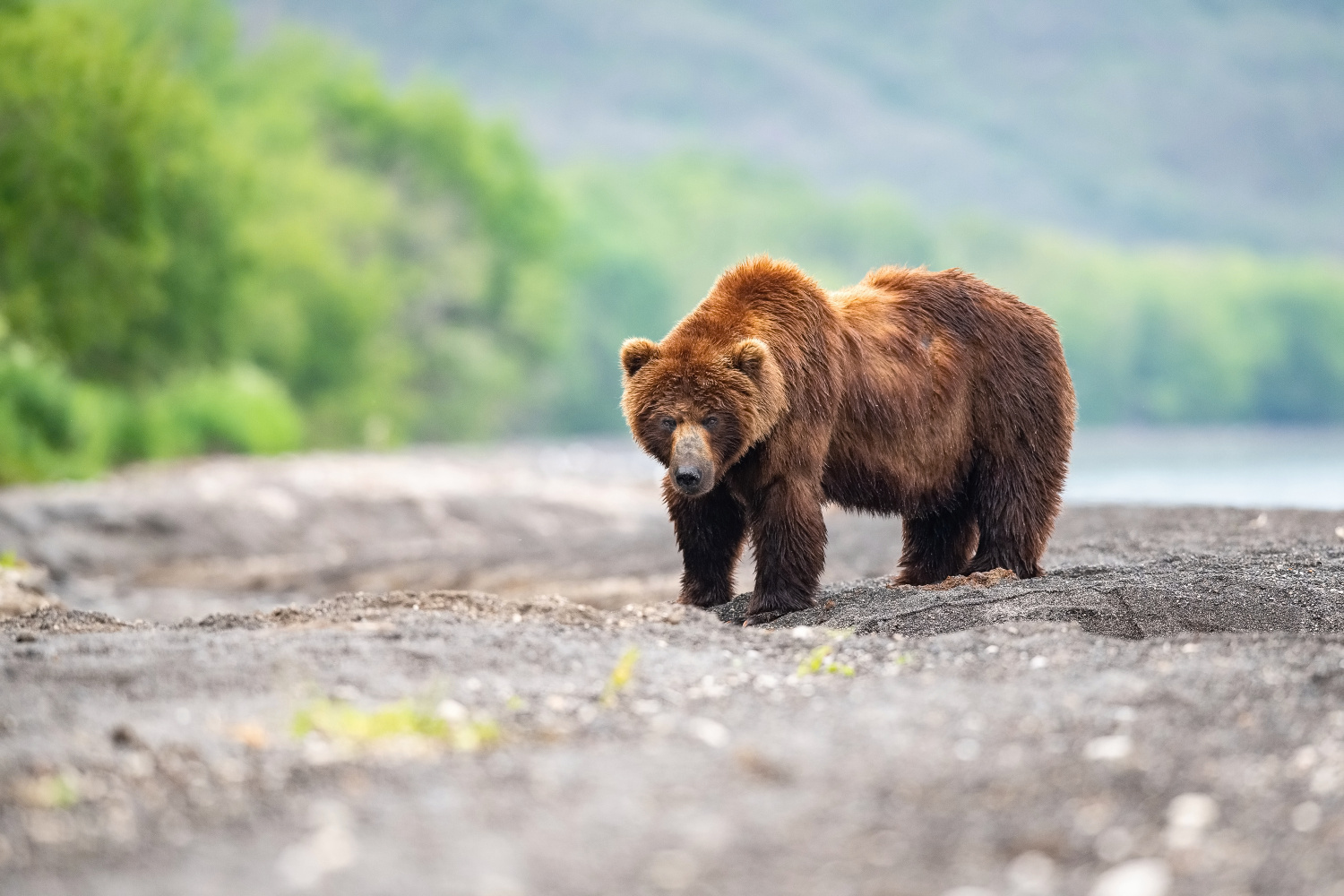 medvěd hnědý kamčatský (Ursus arctos beringianus) Kamchatka brown bear