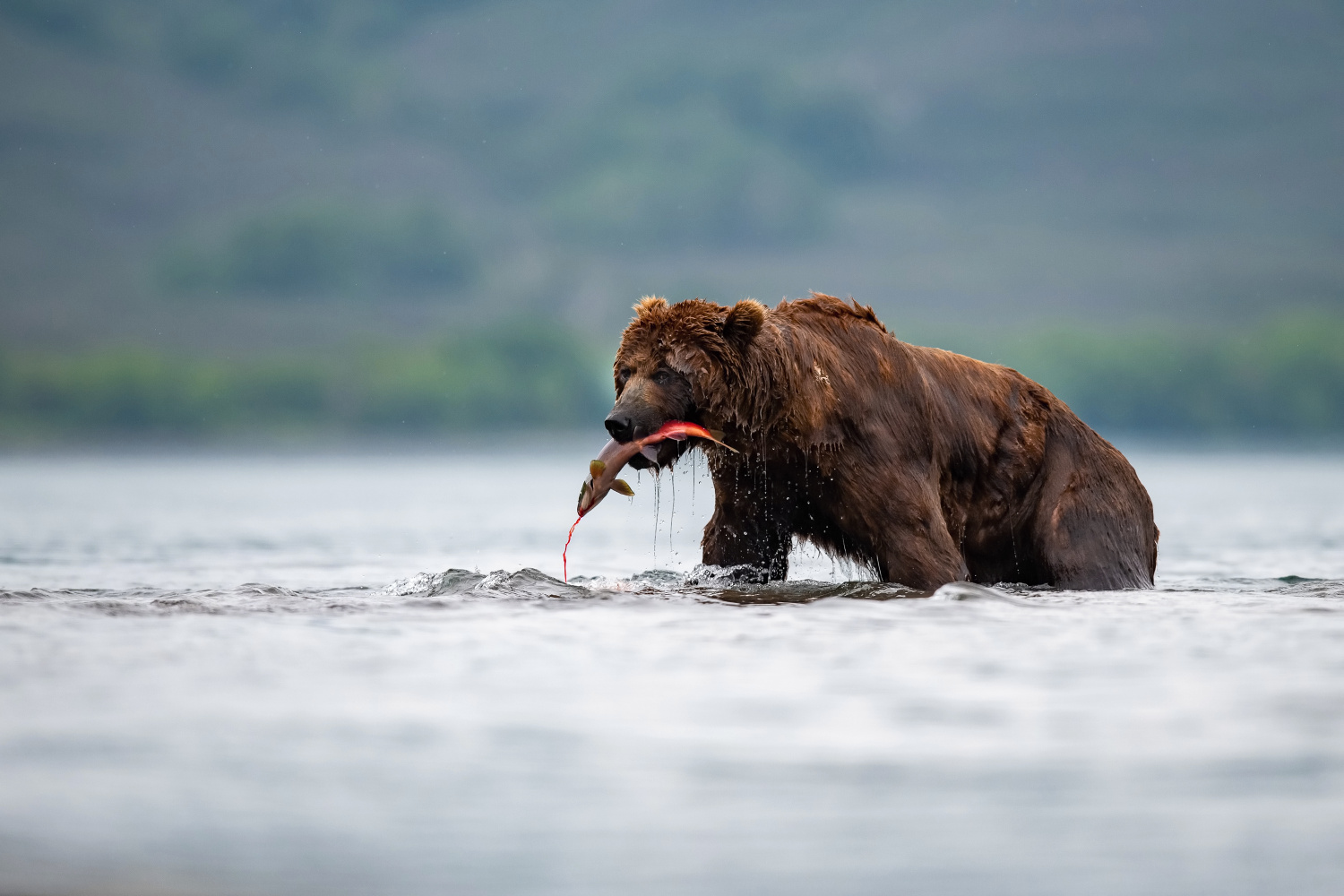 medvěd hnědý kamčatský (Ursus arctos beringianus) Kamchatka brown bear