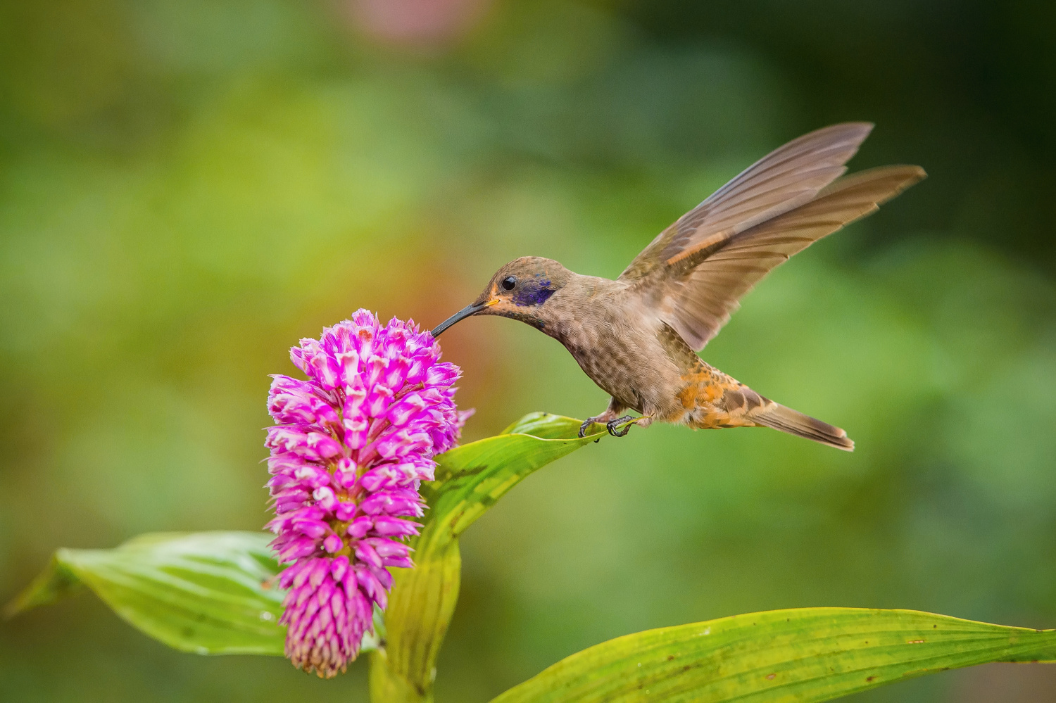 kolibřík telesillský (Colibri delphinae) Brown violetear