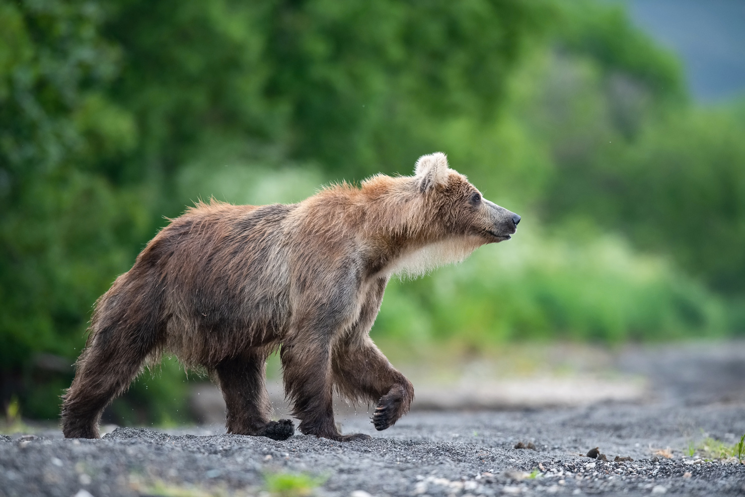 medvěd hnědý kamčatský (Ursus arctos beringianus) Kamchatka brown bear