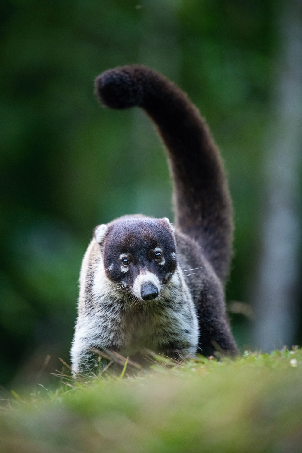 nosál bělonosý (Nasua narica) White-nosed coati