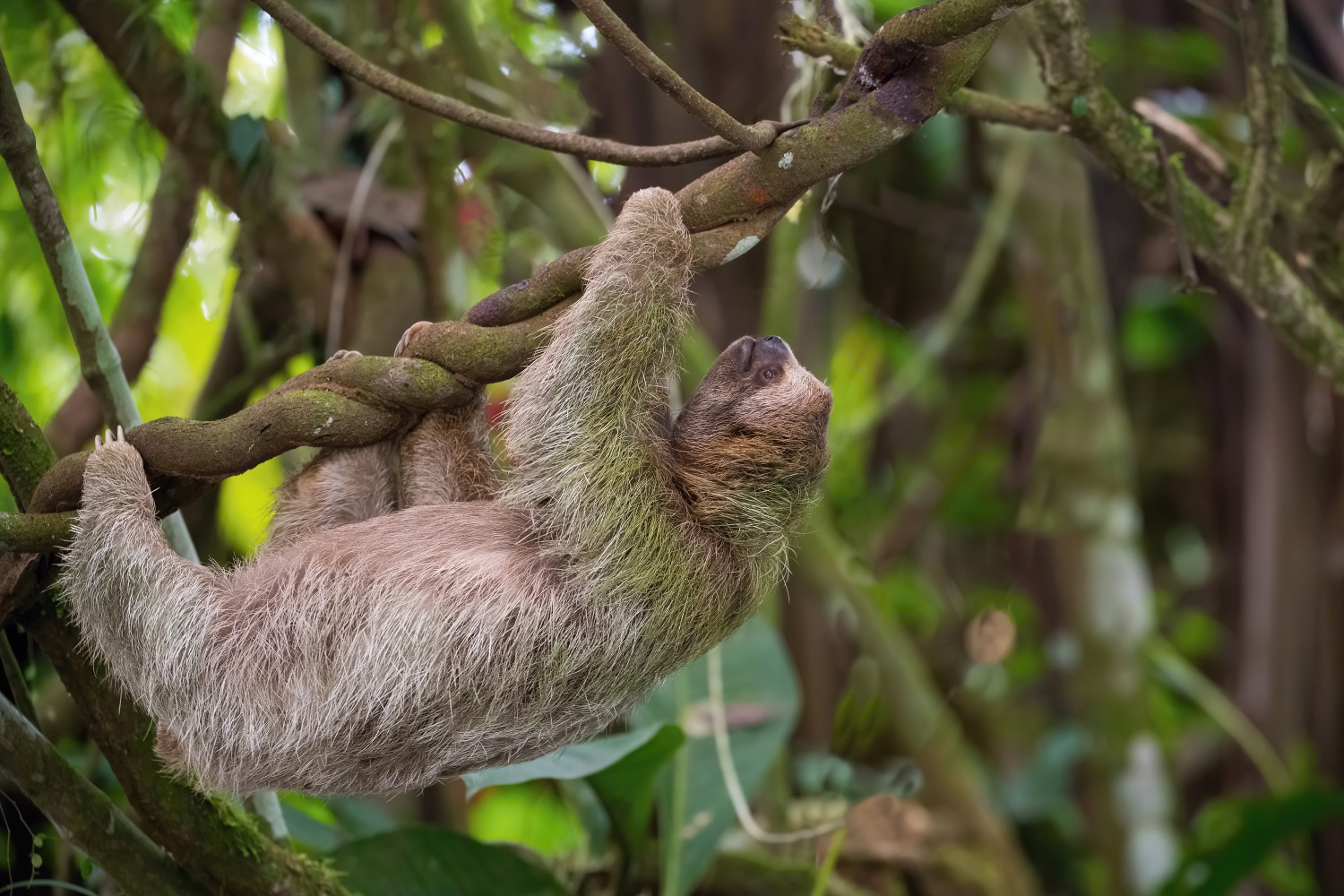 lenochod krátkokrký (Choloepus hoffmanni) Hoffmann´s two-toed sloth