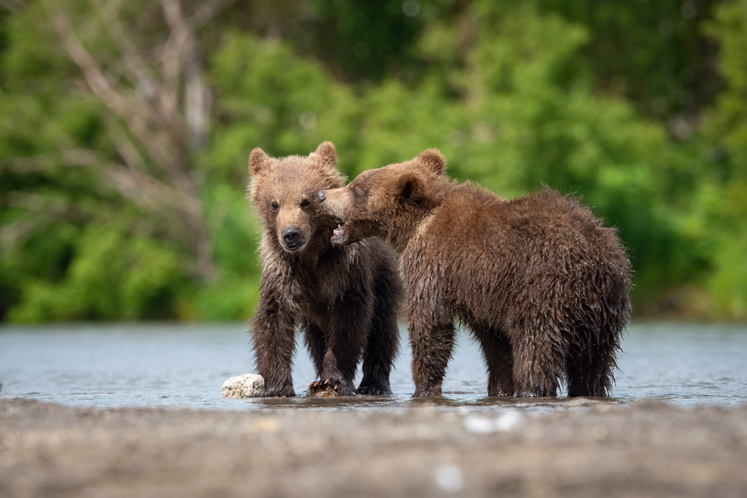 medvěd hnědý kamčatský (Ursus arctos beringianus) Kamchatka brown bear