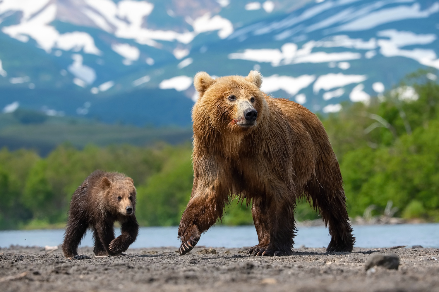 medvěd hnědý kamčatský (Ursus arctos beringianus) Kamchatka brown bear