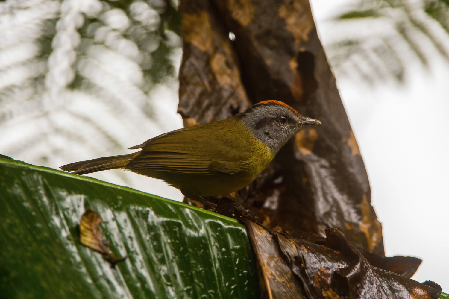 lesňáček šedožlutý (Basileuterus fraseri) Grey-and-gold warbler