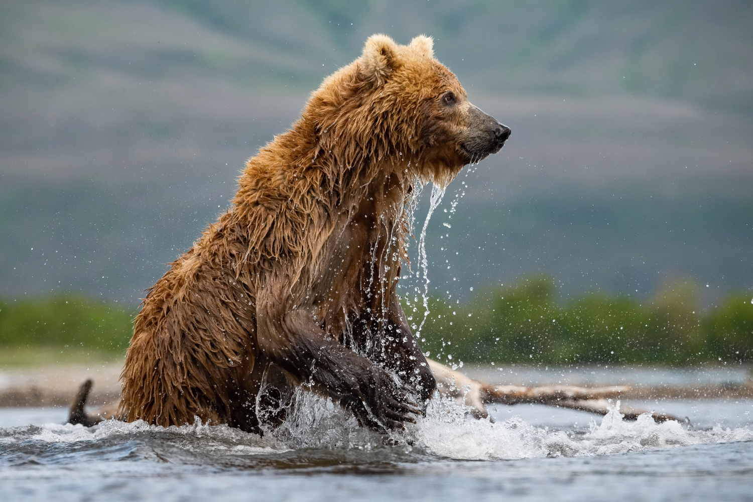 medvěd hnědý kamčatský (Ursus arctos beringianus) Kamchatka brown bear