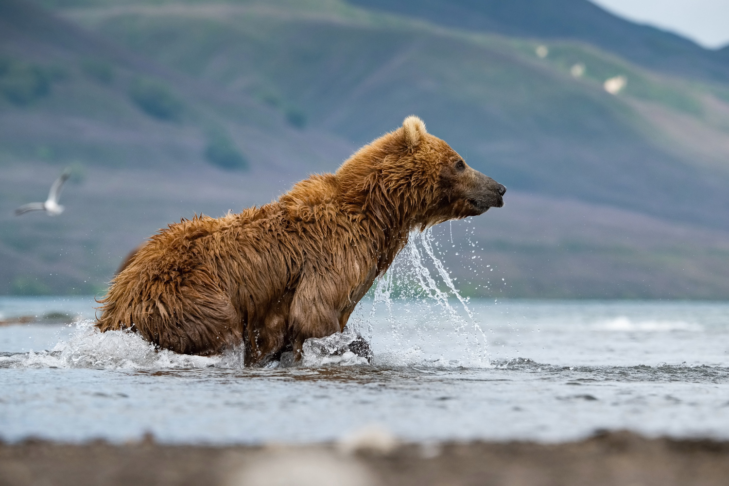 medvěd hnědý kamčatský (Ursus arctos beringianus) Kamchatka brown bear