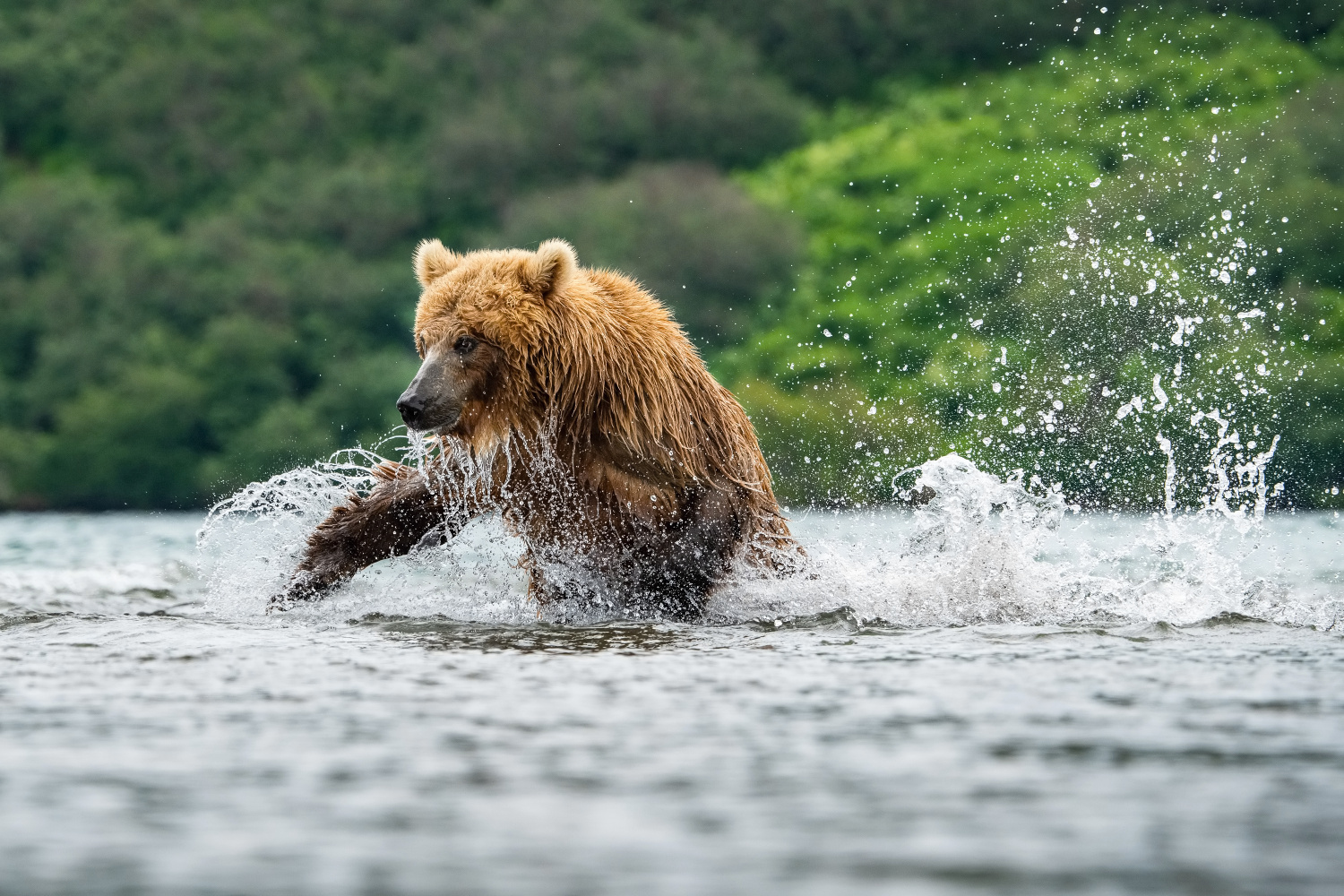 medvěd hnědý kamčatský (Ursus arctos beringianus) Kamchatka brown bear