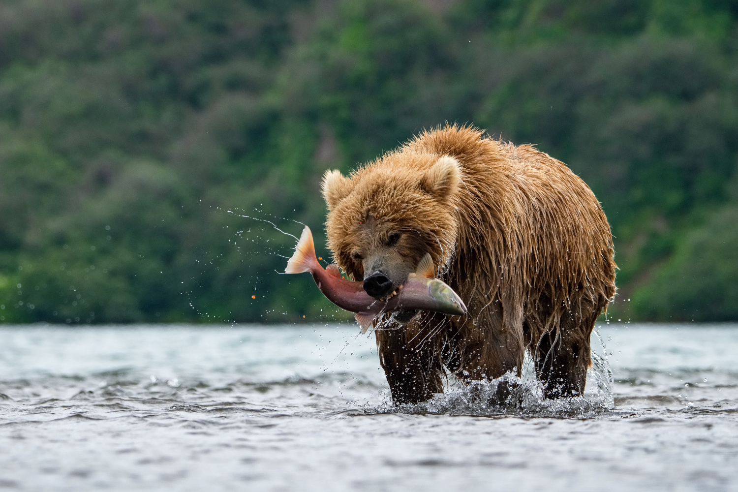 medvěd hnědý kamčatský (Ursus arctos beringianus) Kamchatka brown bear