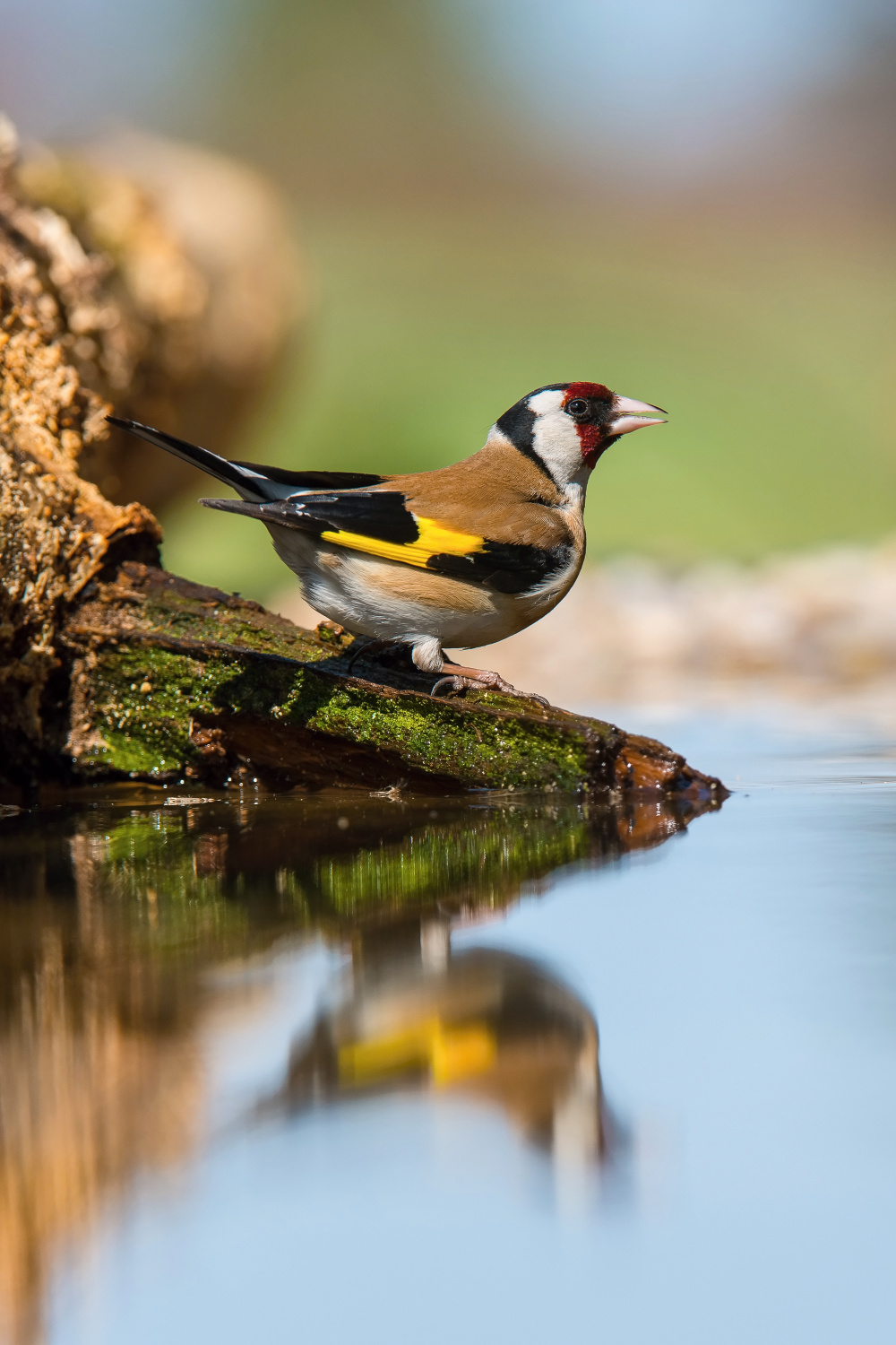 stehlík obecný (Carduelis carduelis) European goldfinch