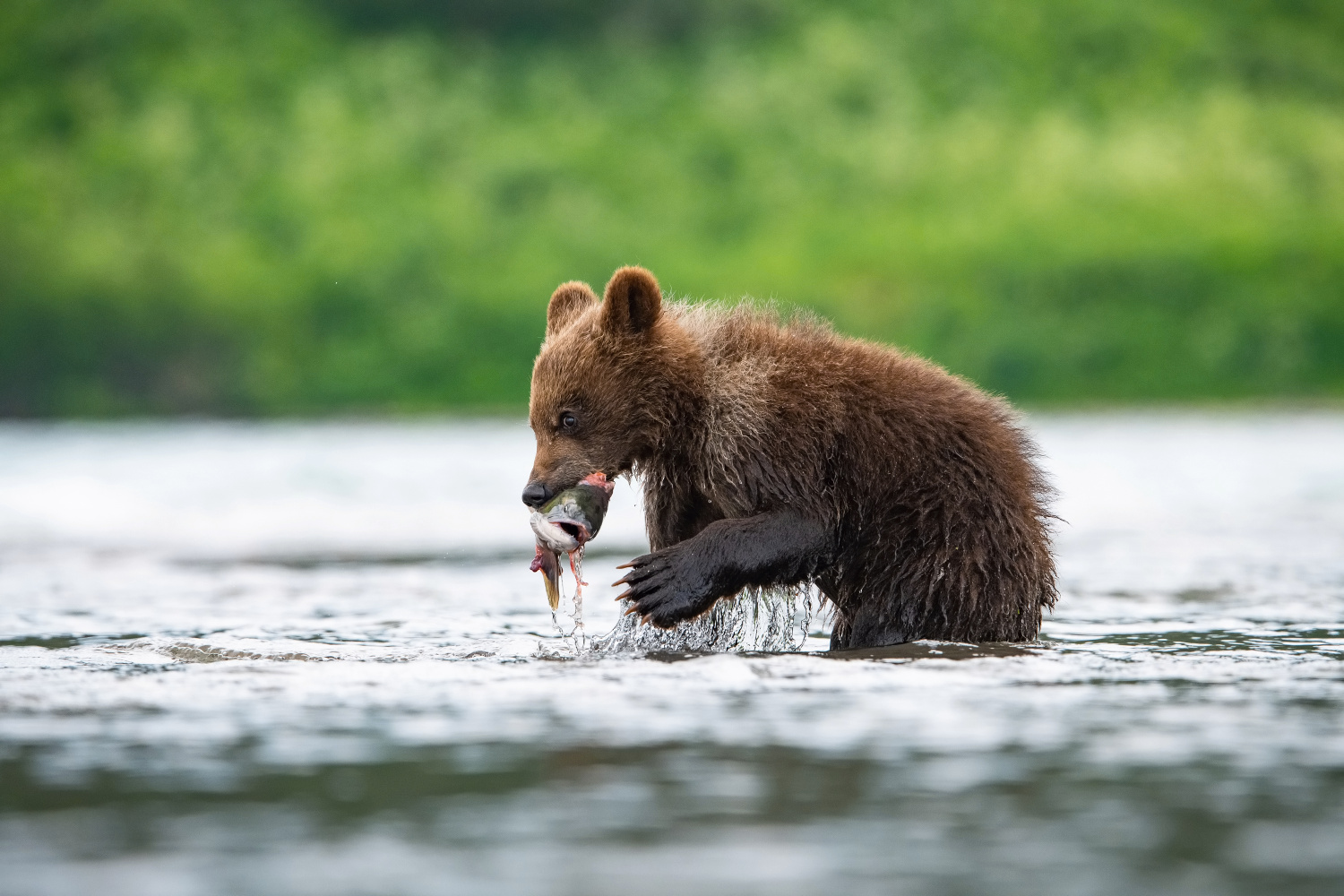 medvěd hnědý kamčatský (Ursus arctos beringianus) Kamchatka brown bear