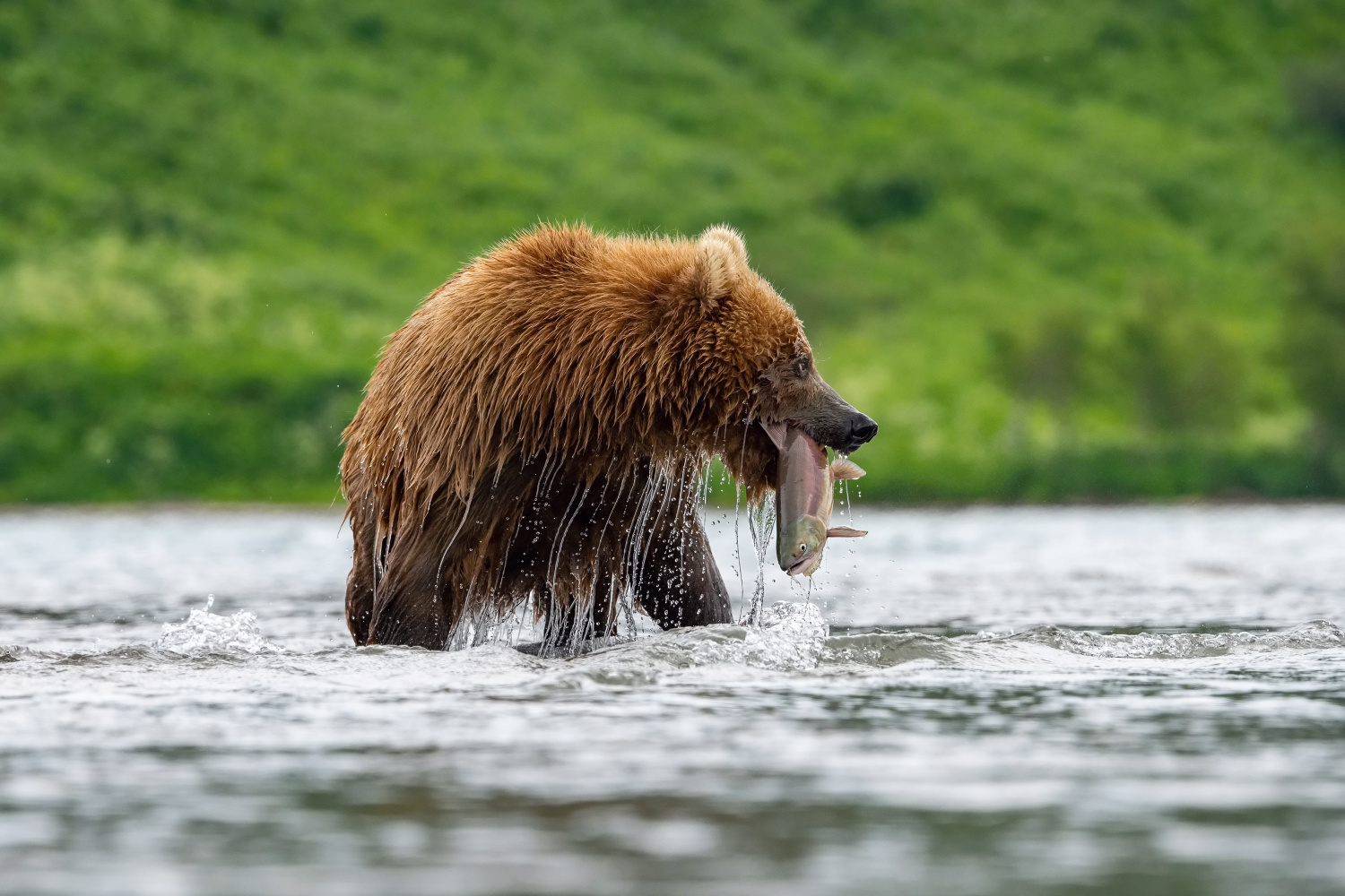 medvěd hnědý kamčatský (Ursus arctos beringianus) Kamchatka brown bear