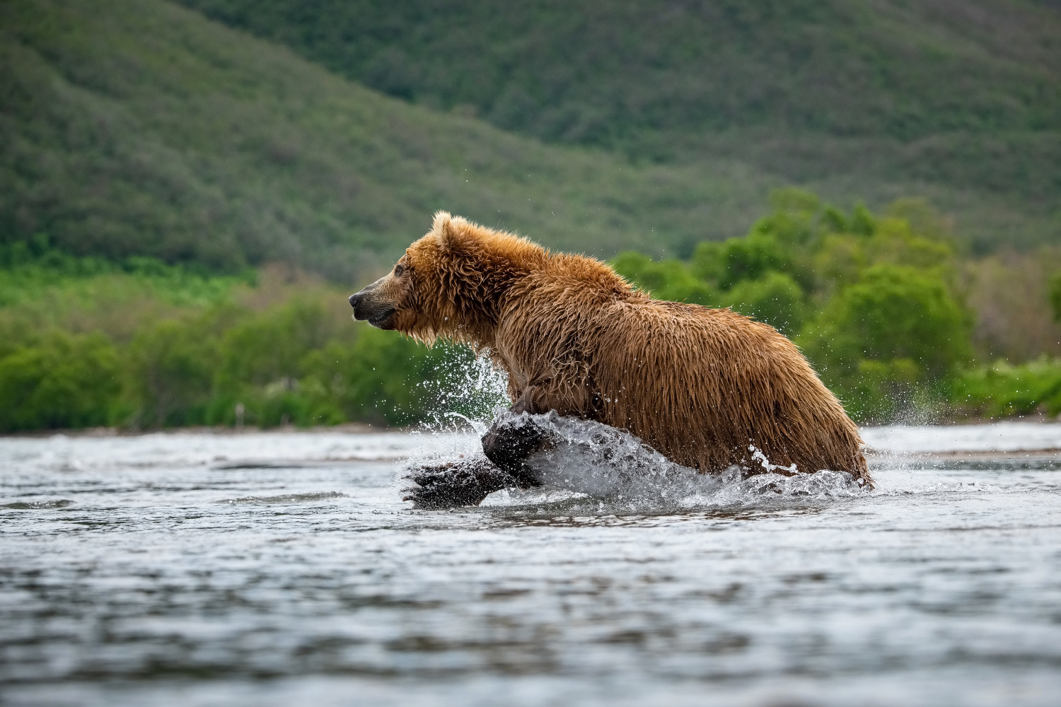 medvěd hnědý kamčatský (Ursus arctos beringianus) Kamchatka brown bear