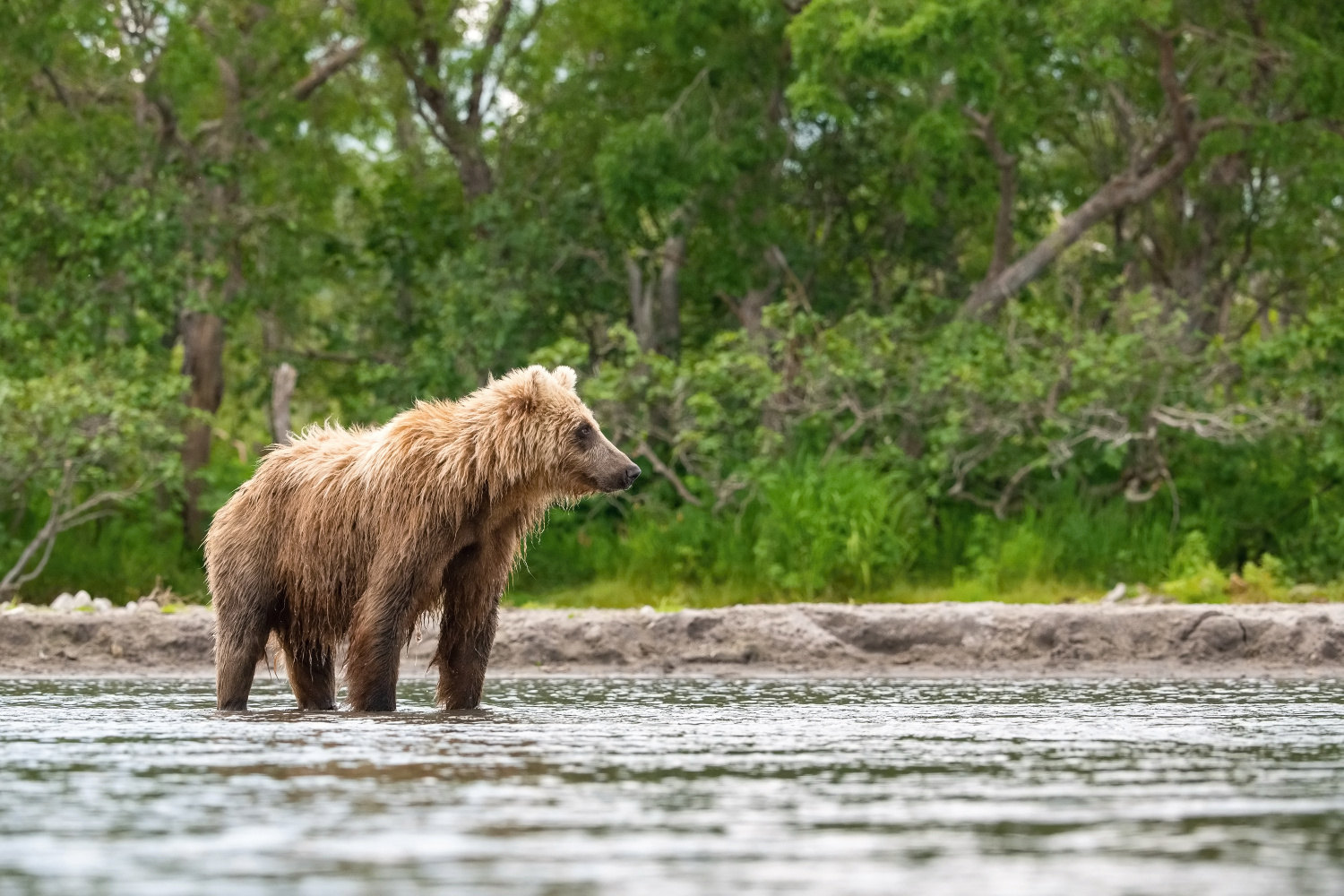 medvěd hnědý kamčatský (Ursus arctos beringianus) Kamchatka brown bear