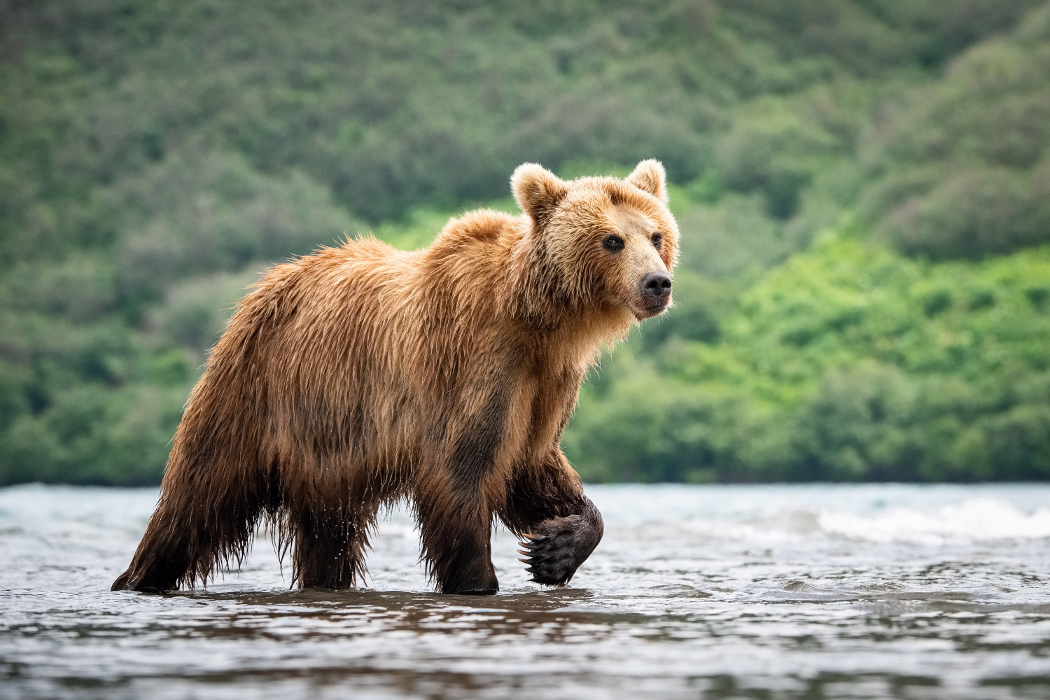 medvěd hnědý kamčatský (Ursus arctos beringianus) Kamchatka brown bear