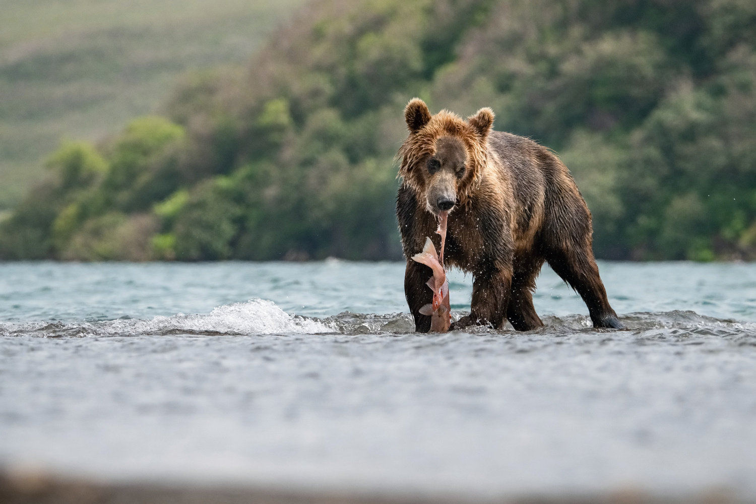 medvěd hnědý kamčatský (Ursus arctos beringianus) Kamchatka brown bear