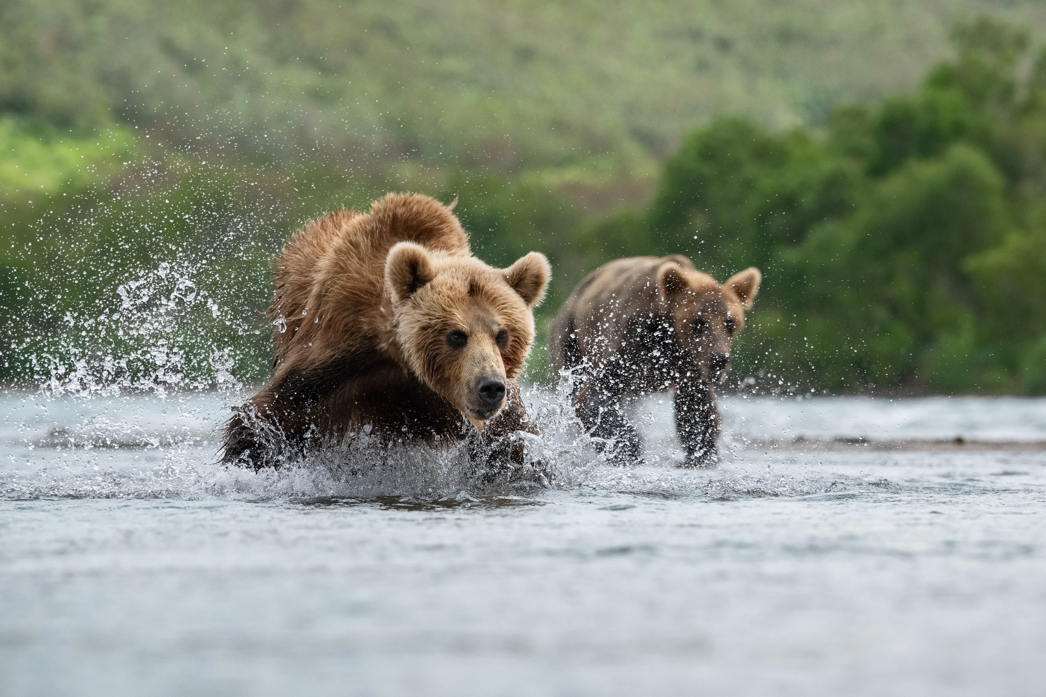 medvěd hnědý kamčatský (Ursus arctos beringianus) Kamchatka brown bear