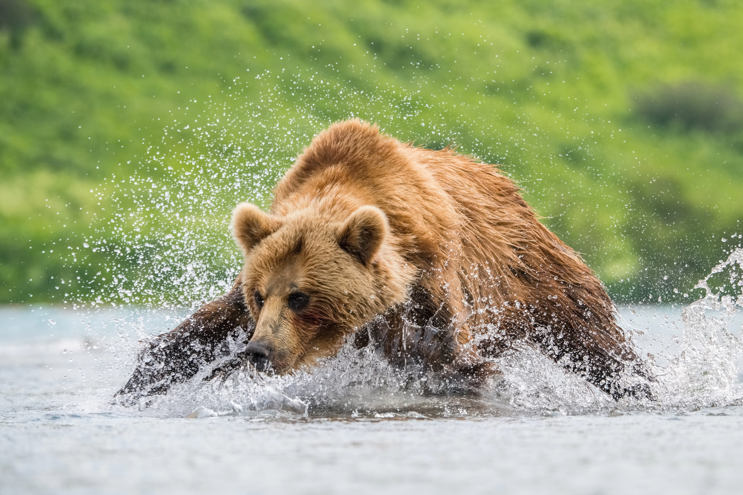 medvěd hnědý kamčatský (Ursus arctos beringianus) Kamchatka brown bear