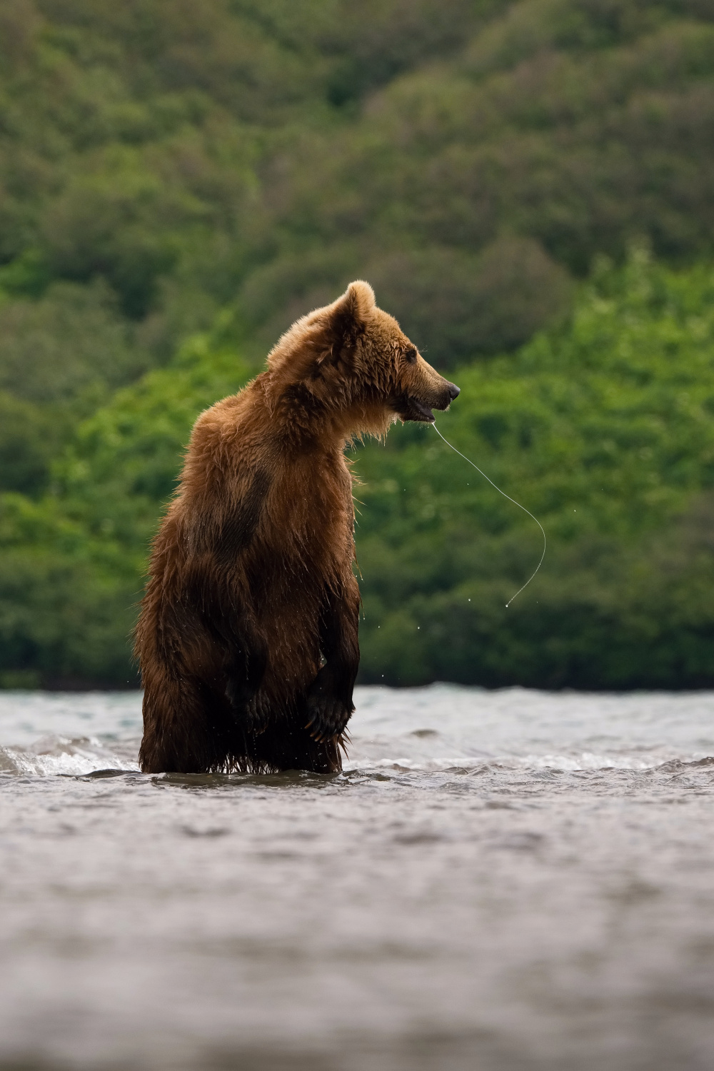 medvěd hnědý kamčatský (Ursus arctos beringianus) Kamchatka brown bear