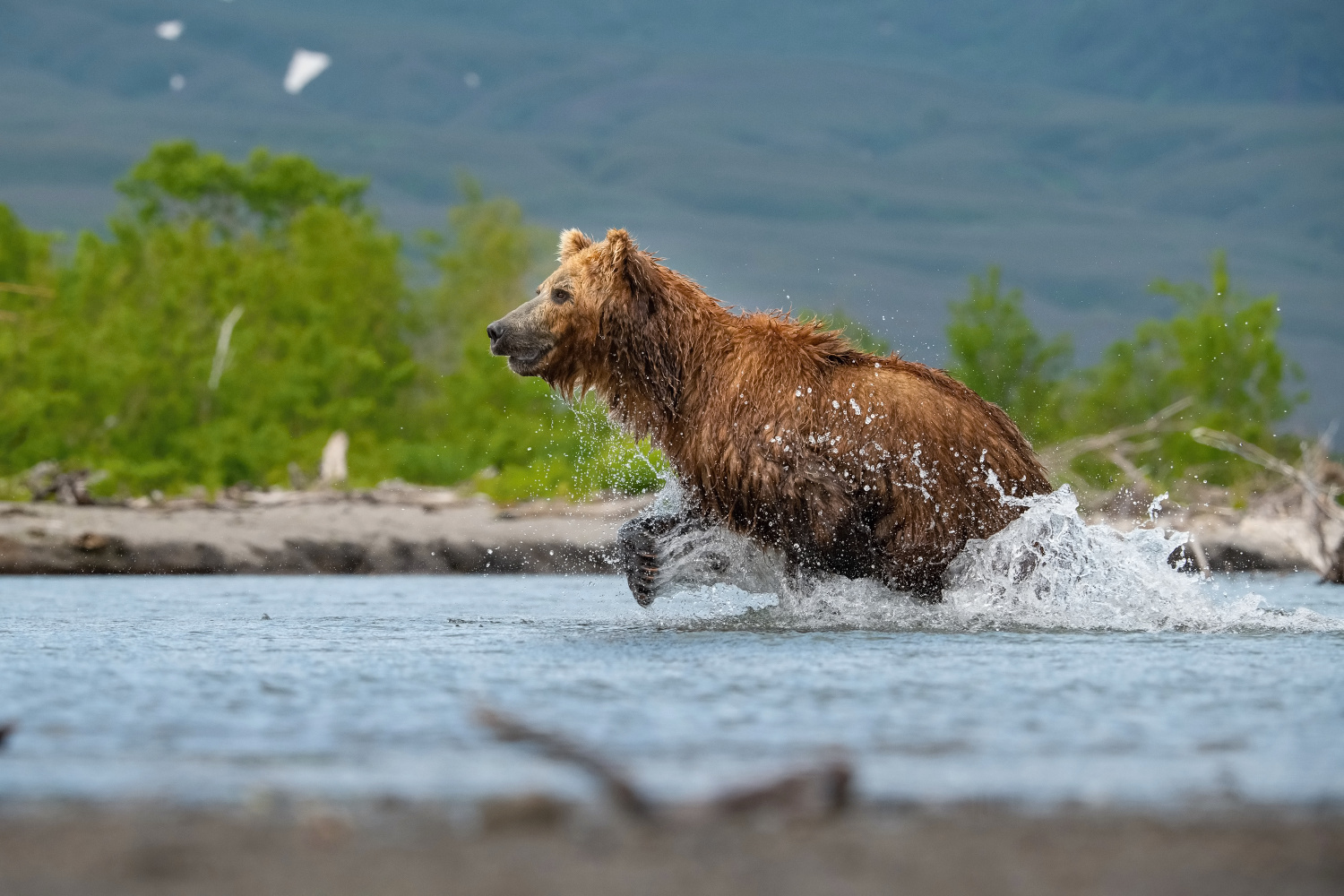 medvěd hnědý kamčatský (Ursus arctos beringianus) Kamchatka brown bear