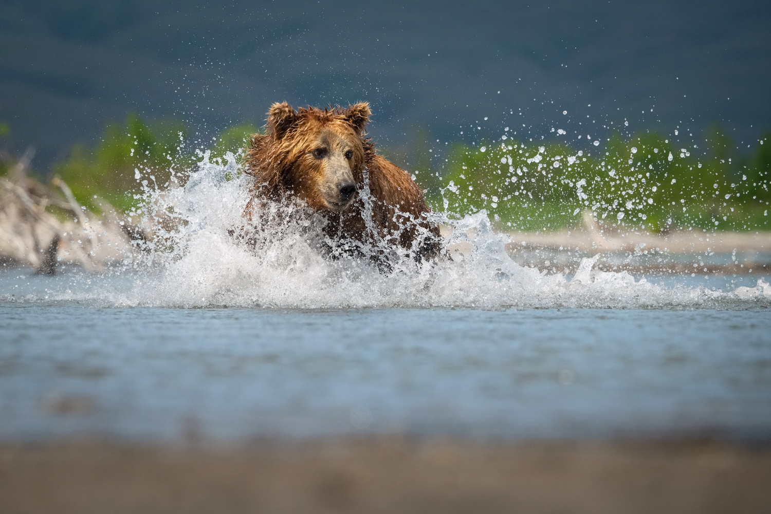 medvěd hnědý kamčatský (Ursus arctos beringianus) Kamchatka brown bear