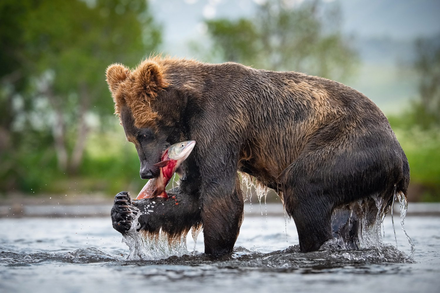 medvěd hnědý kamčatský (Ursus arctos beringianus) Kamchatka brown bear