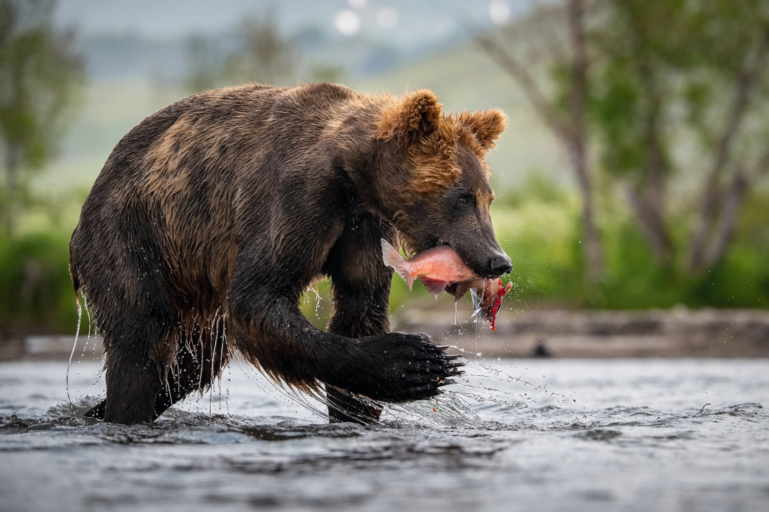 medvěd hnědý kamčatský (Ursus arctos beringianus) Kamchatka brown bear